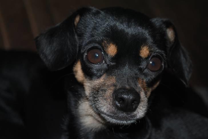 Blanding af racer Edith P billede 10