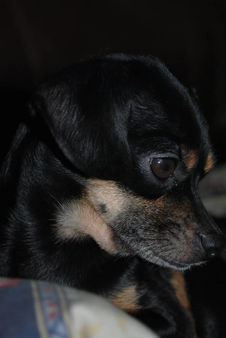 Blanding af racer Edith P billede 11