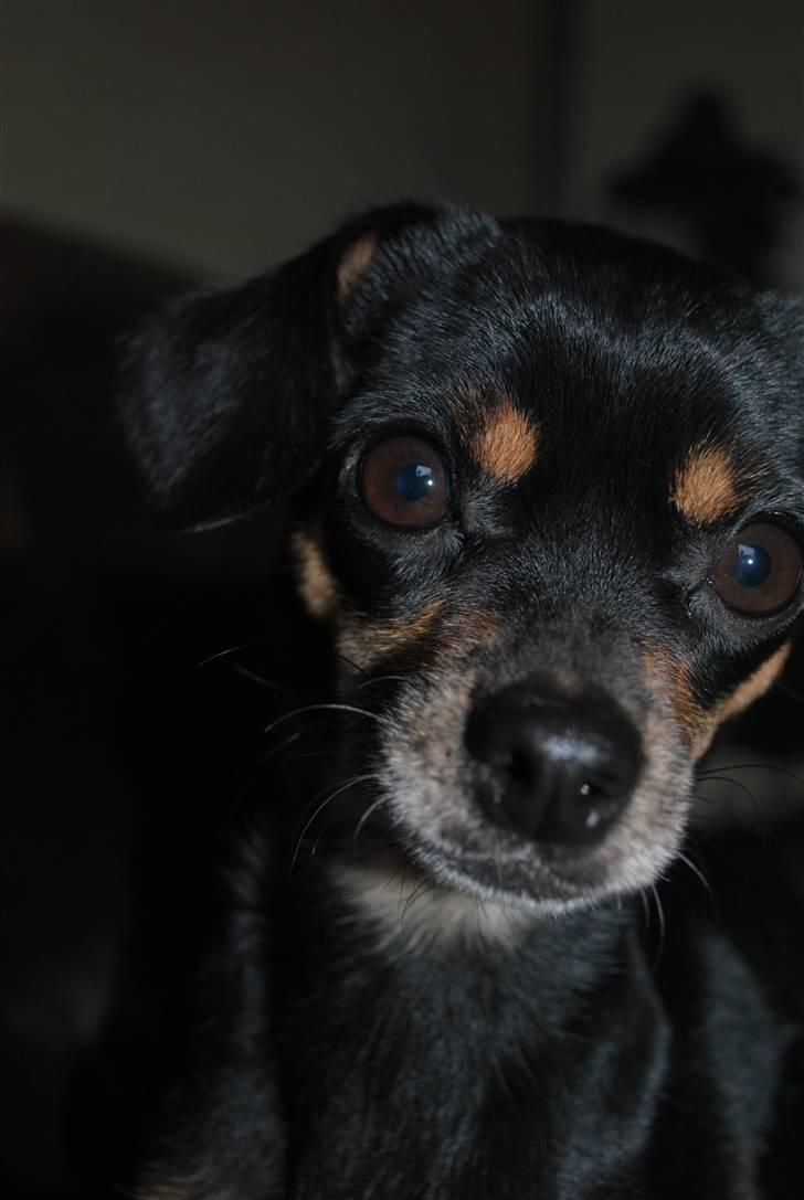 Blanding af racer Edith P billede 12