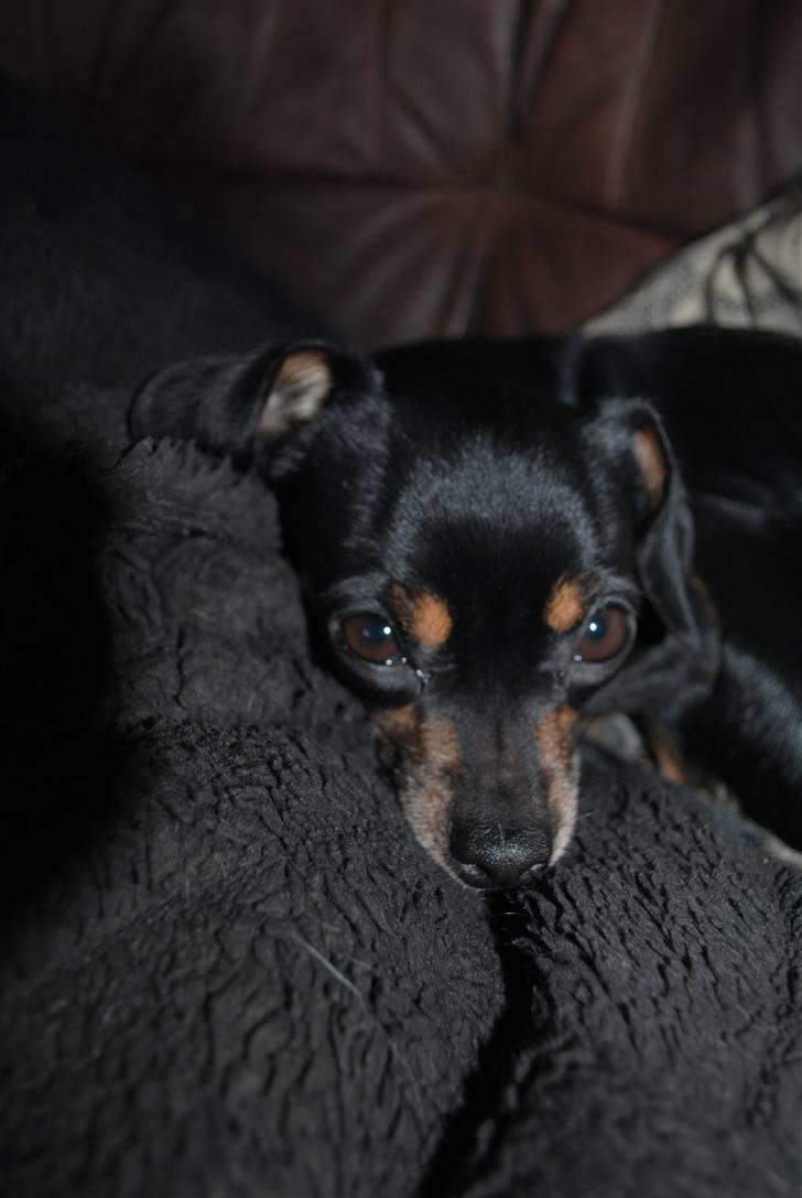 Blanding af racer Edith P billede 13