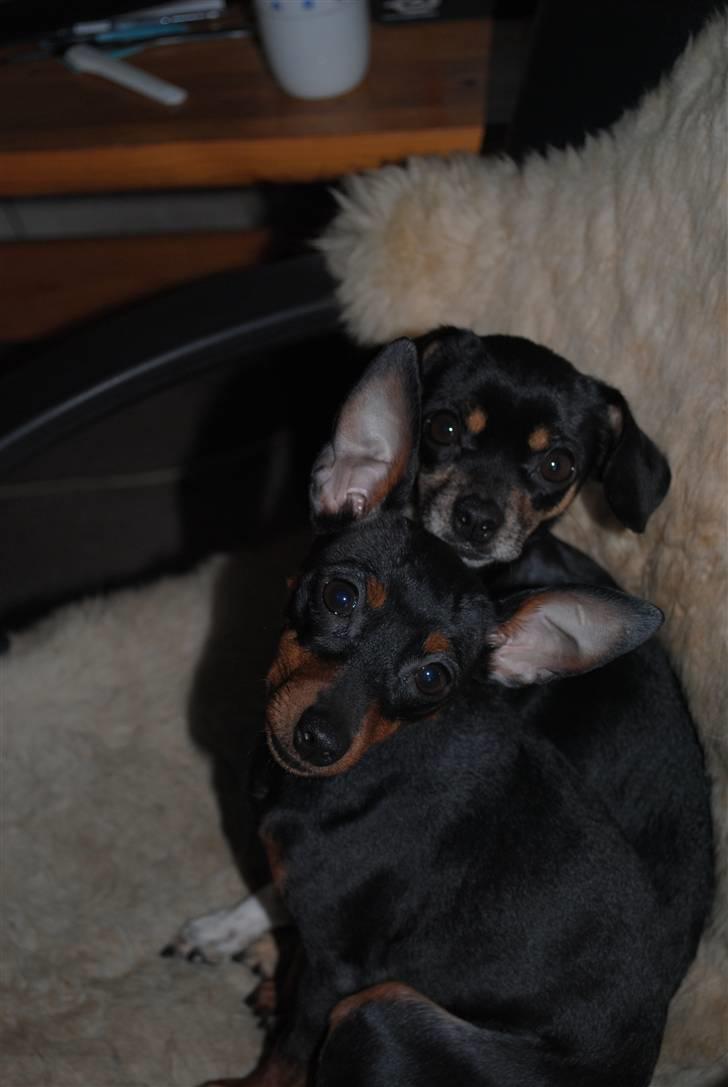 Dvaergpinscher Birthe K billede 11