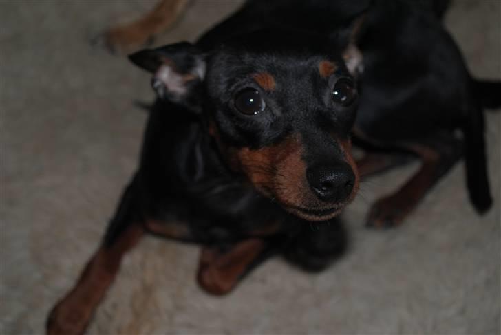Dvaergpinscher Birthe K billede 12