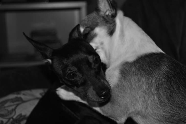 Dvaergpinscher Birthe K billede 13