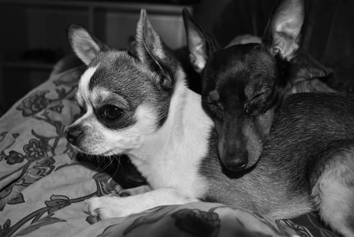 Dvaergpinscher Birthe K billede 14