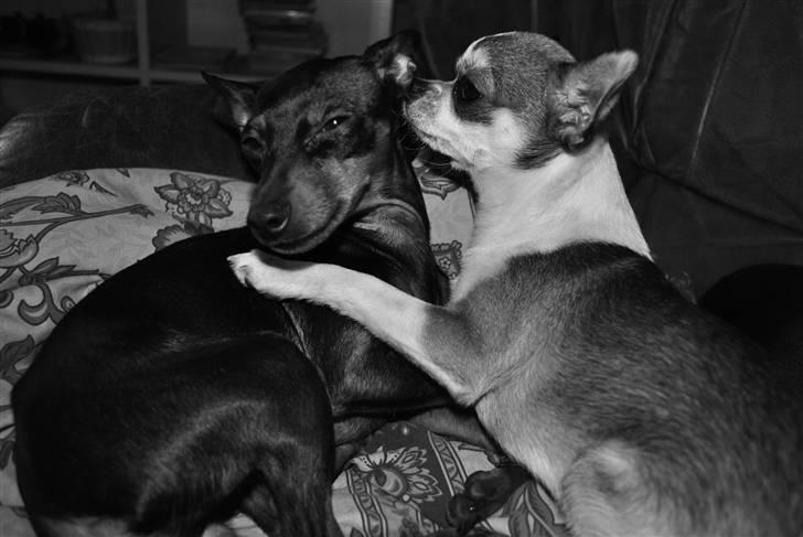 Dvaergpinscher Birthe K billede 15