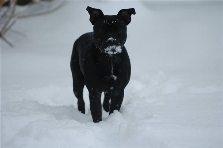 Staffordshire bull terrier Sille billede 1