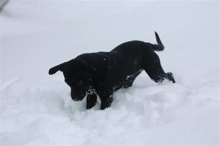 Staffordshire bull terrier Sille billede 2