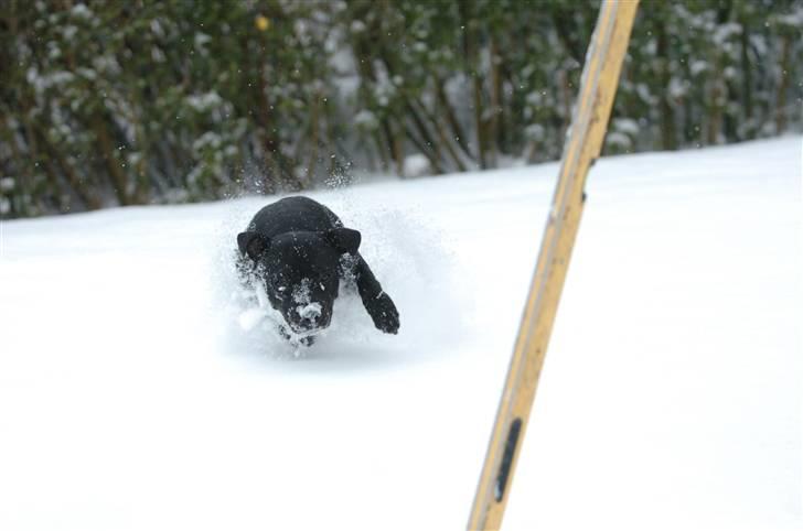 Staffordshire bull terrier Sille billede 3