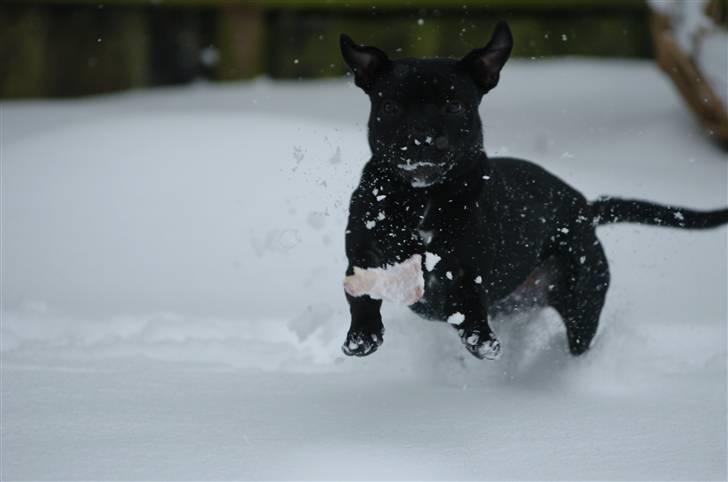 Staffordshire bull terrier Sille billede 4