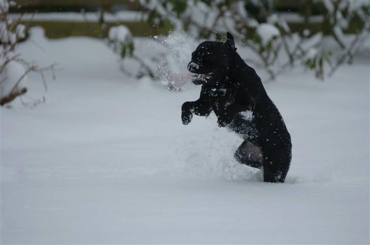 Staffordshire bull terrier Sille billede 5