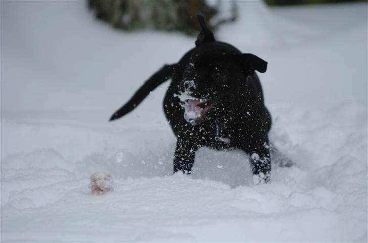 Staffordshire bull terrier Sille billede 6