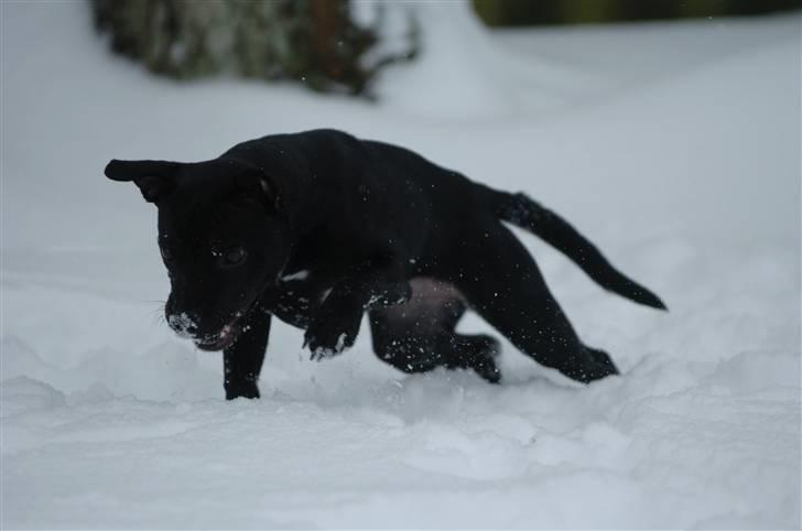 Staffordshire bull terrier Sille billede 7