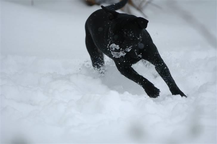 Staffordshire bull terrier Sille billede 8