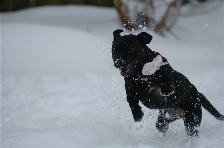 Staffordshire bull terrier Sille billede 9