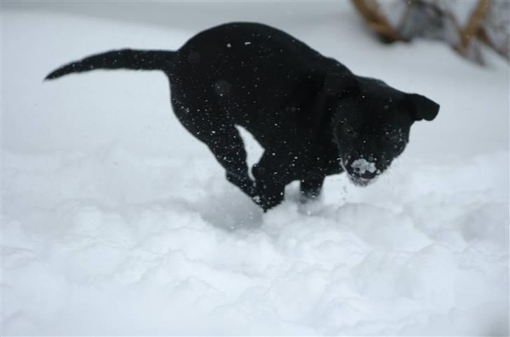 Staffordshire bull terrier Sille billede 10