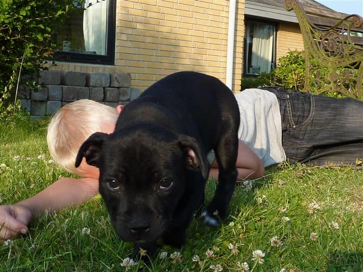 Staffordshire bull terrier Sille billede 11