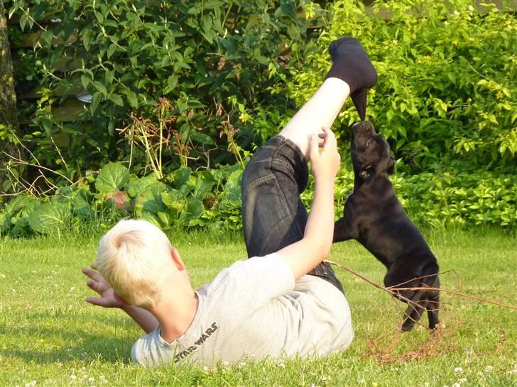 Staffordshire bull terrier Sille billede 12