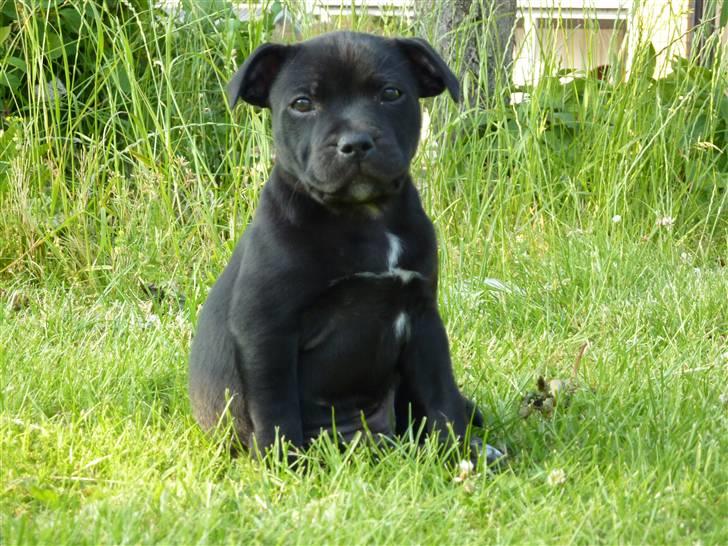 Staffordshire bull terrier Sille billede 13