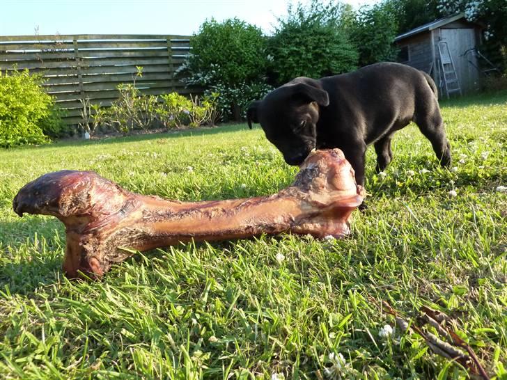 Staffordshire bull terrier Sille billede 14