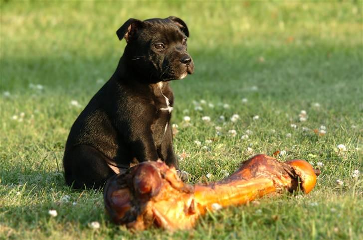 Staffordshire bull terrier Sille billede 15