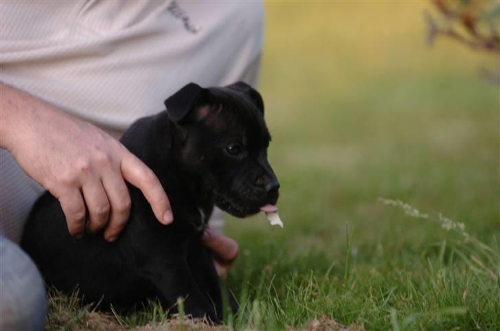 Staffordshire bull terrier Sille billede 16