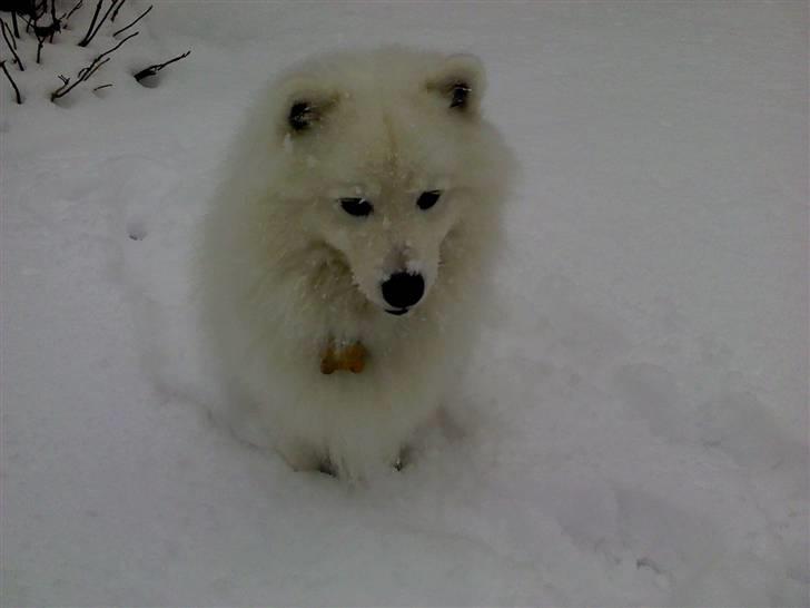 Japansk spids Benzo billede 14