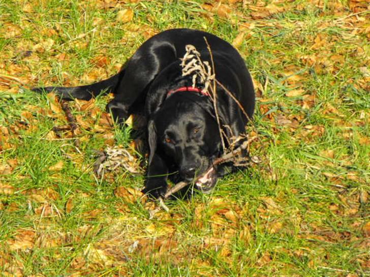 Labrador retriever Molly - der kommer mange flere billeder men mit internet virker ikk så godt i tiden så det tager 10 min pr billed, håber i kan vente lidt med restrn billede 1