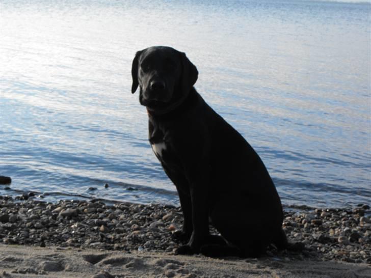 Labrador retriever Molly billede 2