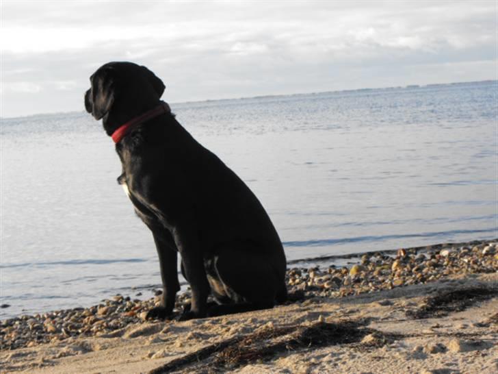 Labrador retriever Molly billede 3