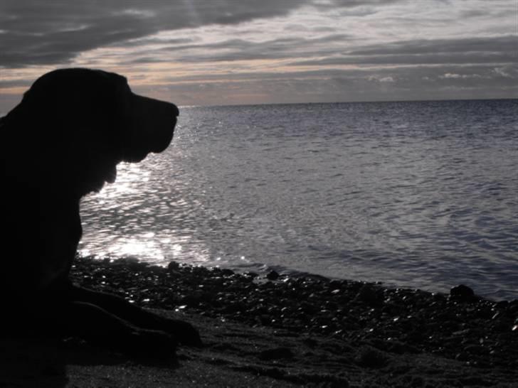 Labrador retriever Molly billede 4