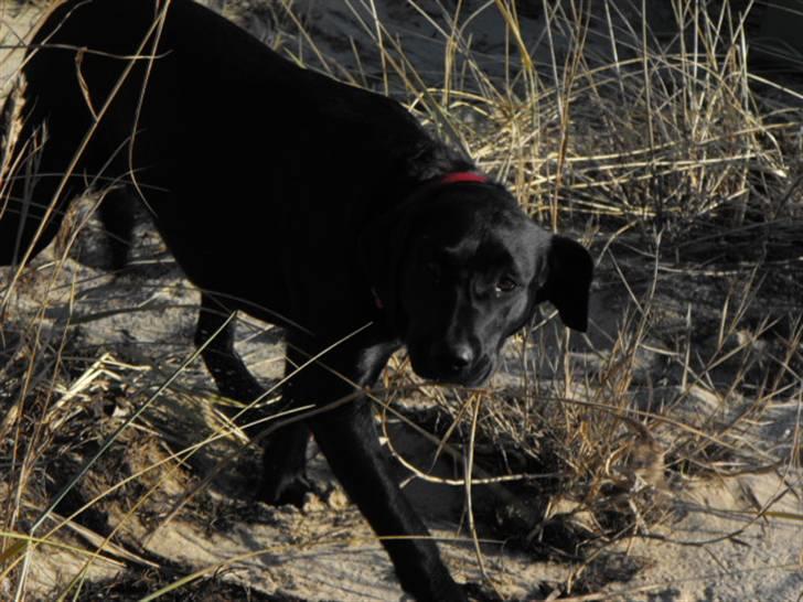 Labrador retriever Molly billede 5