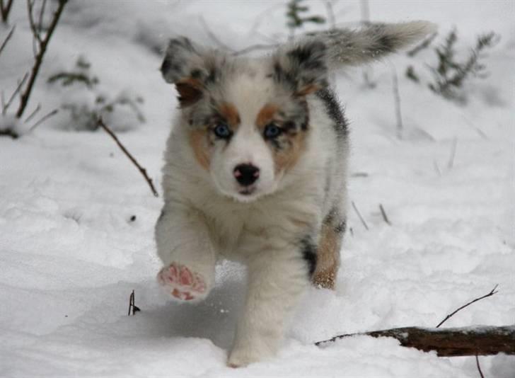 Australian shepherd Carpediumaussie   Blaze - kommer nuuuuuu.... billede 2