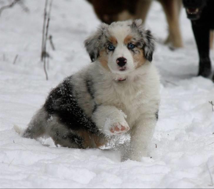 Australian shepherd Carpediumaussie   Blaze - Det er koldt til fusserne det her... billede 5