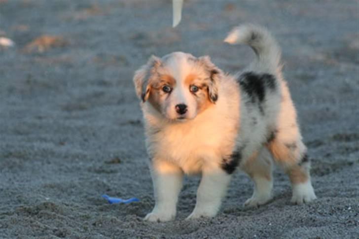 Australian shepherd Carpediumaussie   Blaze billede 6