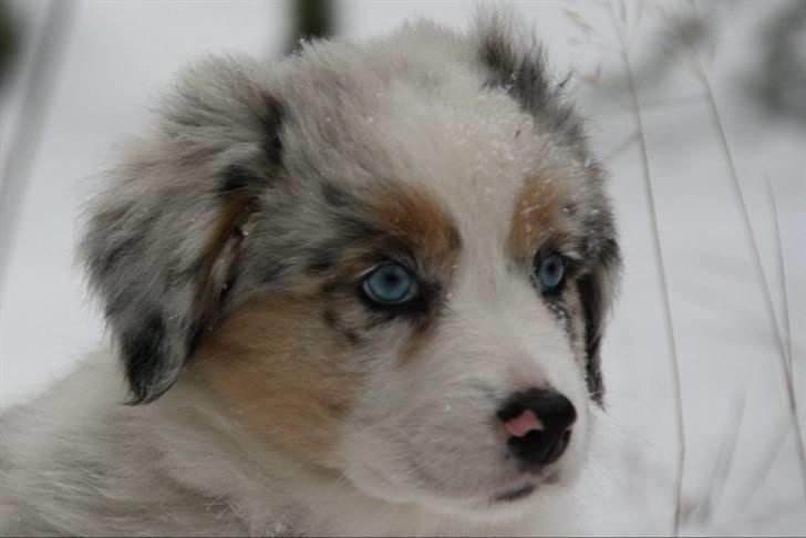 Australian shepherd Carpediumaussie   Blaze - smukke Blaze billede 7