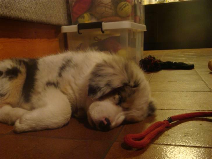Australian shepherd Carpediumaussie   Blaze - puha hvor bliver man træt af en tur i hunde skoven... billede 8