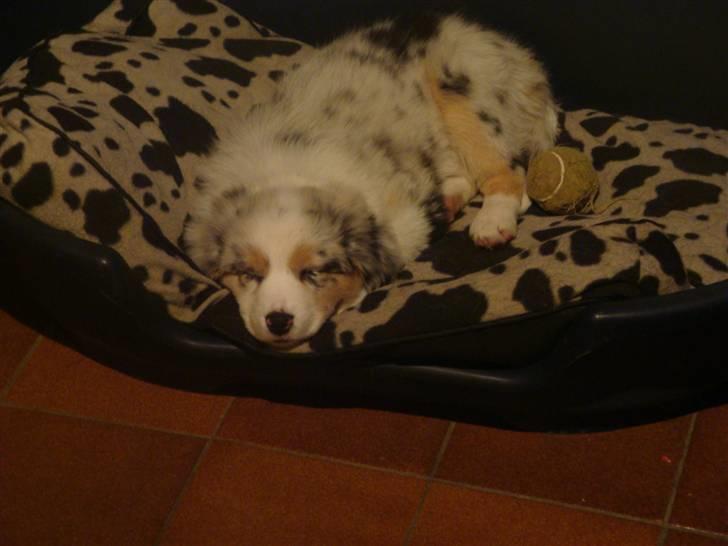 Australian shepherd Carpediumaussie   Blaze - øhhh hvem sagde Bamses kurv??? billede 9