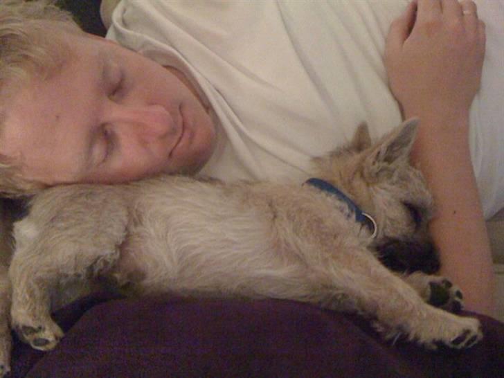 Cairn terrier Mika - Vi er så trætte billede 8