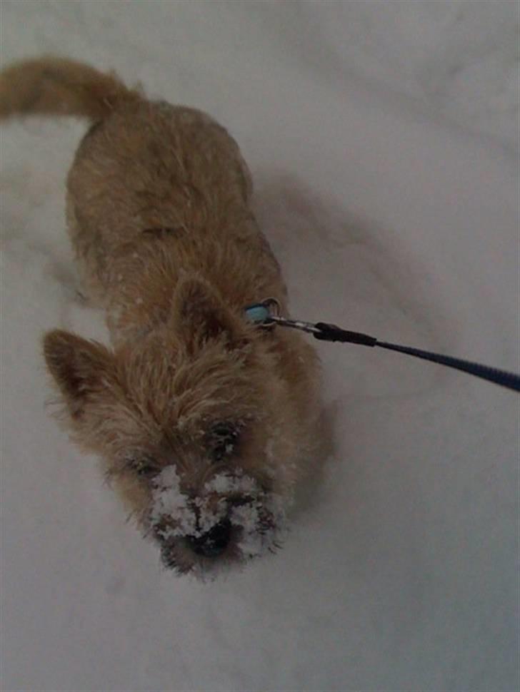 Cairn terrier Mika - Første snetur billede 9
