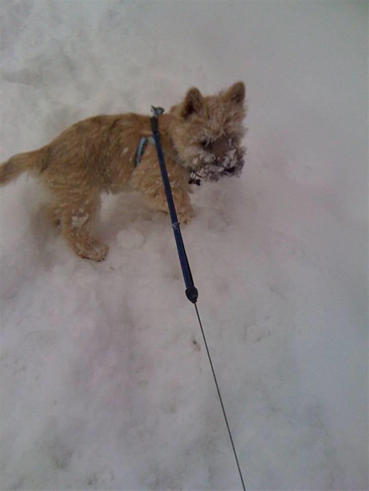 Cairn terrier Mika - Hårdt at være lille hund når der ligger meget sne billede 10
