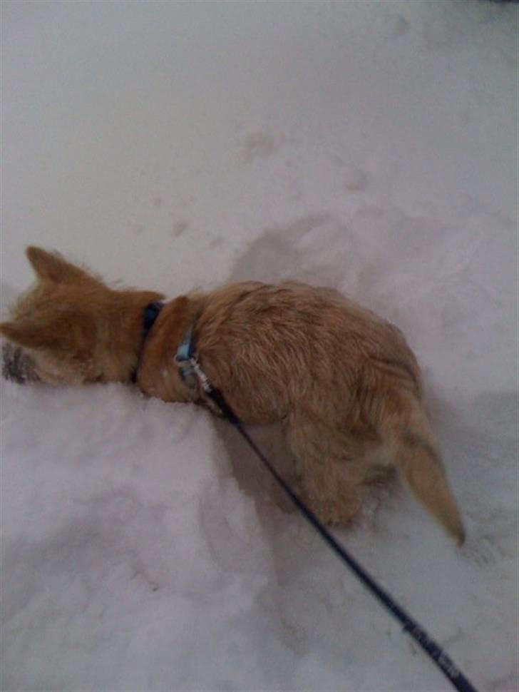 Cairn terrier Mika - Hoppe bare hoppe billede 11