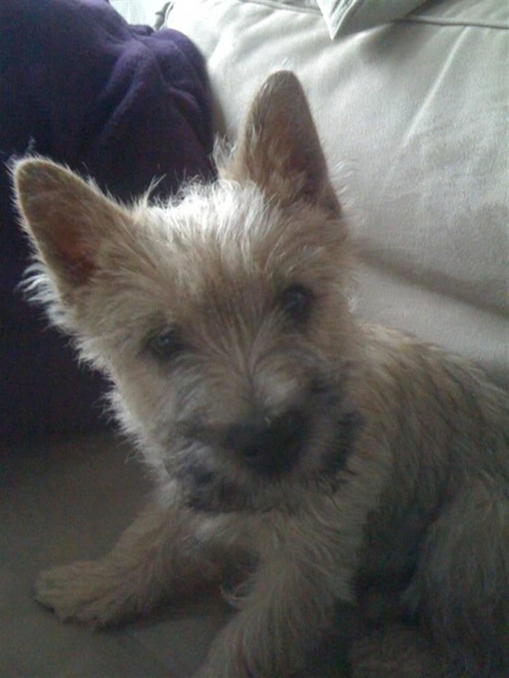 Cairn terrier Mika - Hvad kikker du på billede 12