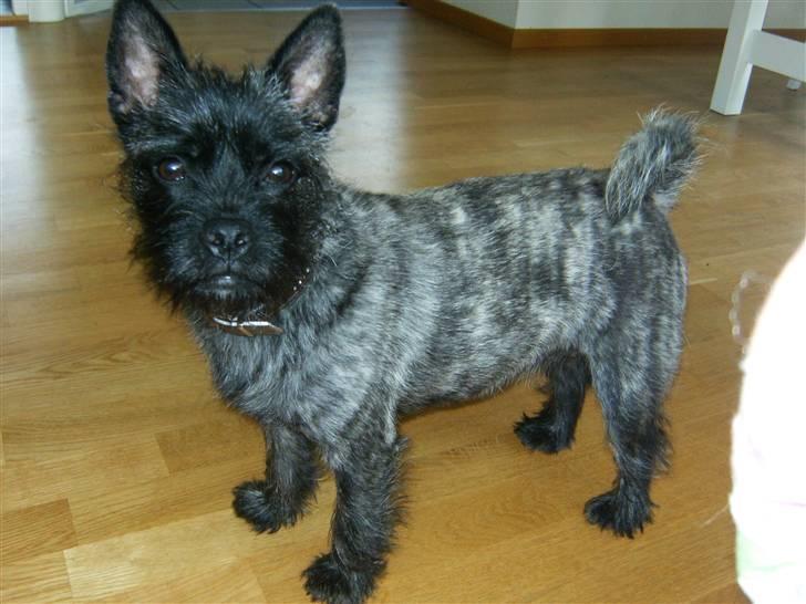 Blanding af racer Mille  (Westie/Mops) - føler mig jo helt nøgen nu!!  ;o) billede 10