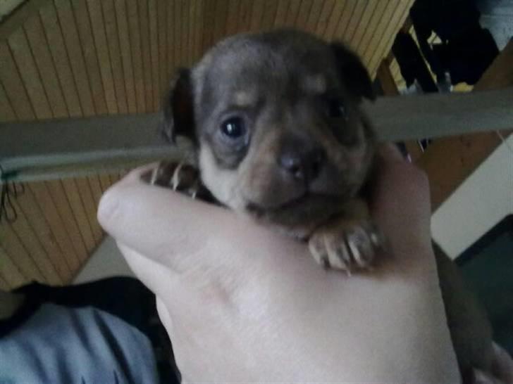 Chihuahua nadia - 5 uger i dag  billede 1