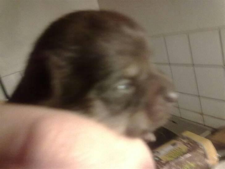 Chihuahua nadia - har lige fået øjne  billede 2