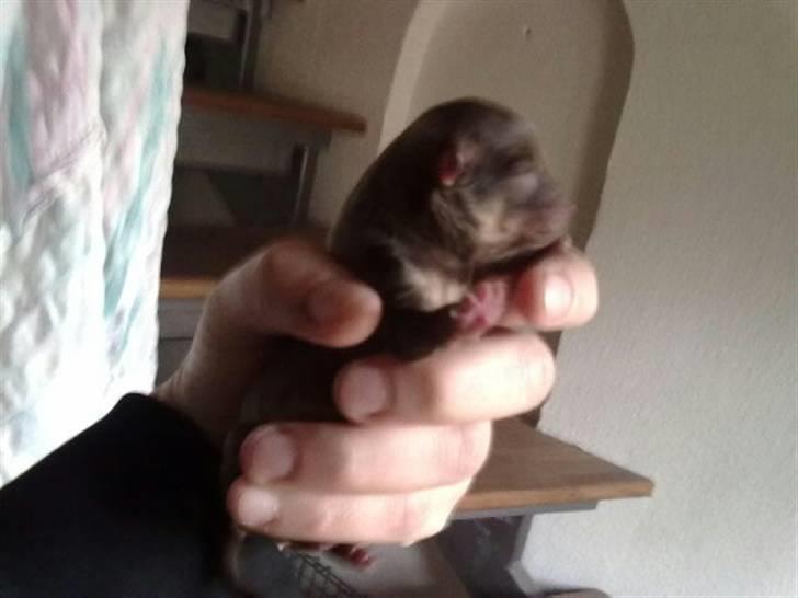 Chihuahua nadia - lige født den 24/10 2010 billede 3