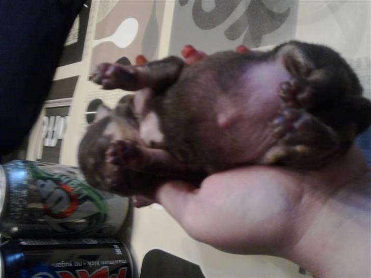 Chihuahua nadia - ca 3 uger  billede 4