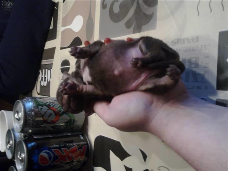 Chihuahua nadia - 3 uger  billede 5