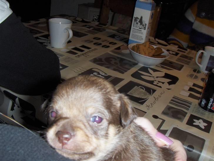 Chihuahua nadia billede 6