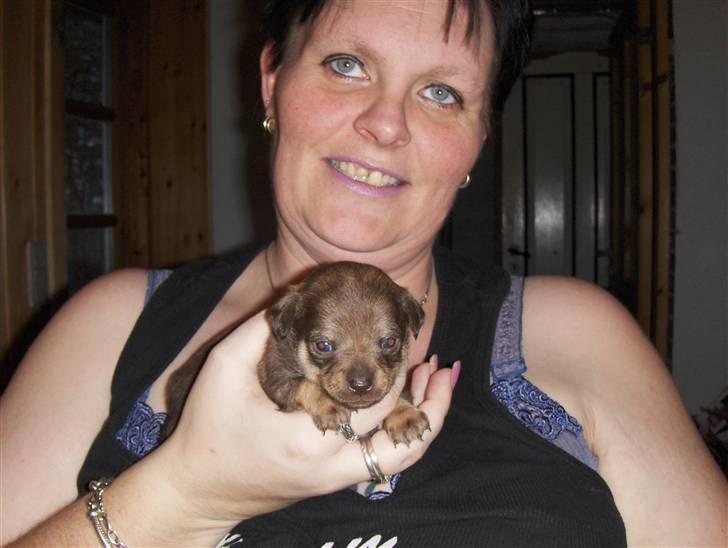 Chihuahua nadia billede 7